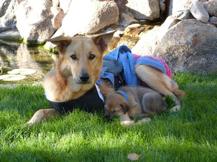 chinook dog